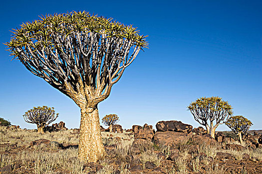 抖树,箭筒树,二歧芦荟,纳米比亚,非洲