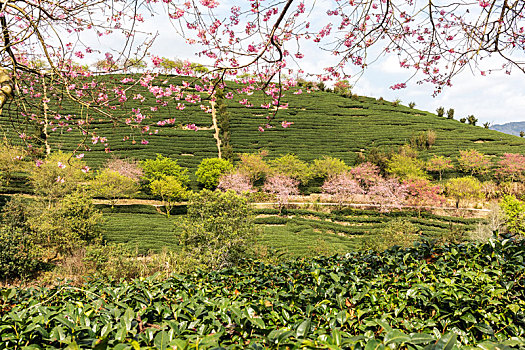 樱花盛开的美丽茶园