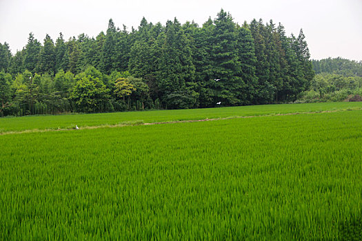 绿野,白鹭飞,田园风光