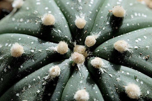 微距植物摄影之星兜仙人球