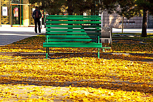 秋天椅子边落满了黄色的银杏叶