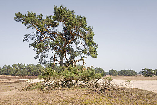 松树,国家公园,费吕沃,荷兰