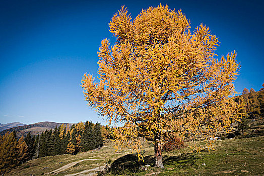 鲜明,秋日树林,卡林西亚,奥地利