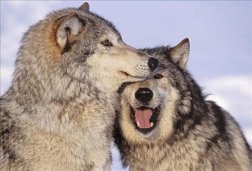 阿拉斯加,两个,灰狼,树林,边缘