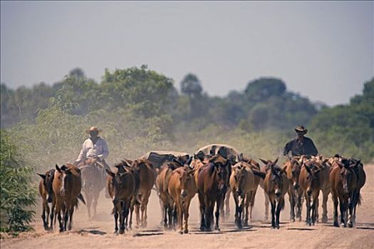 赶牛,干燥,季节,一个,尘土,联合国教科文组织,潘塔纳尔湿地,巴西