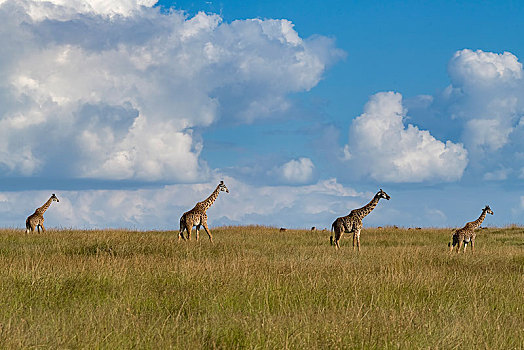 长颈鹿,群,跑,草,大草原,马赛马拉,肯尼亚,非洲