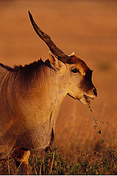 大羚羊,马赛马拉,非洲