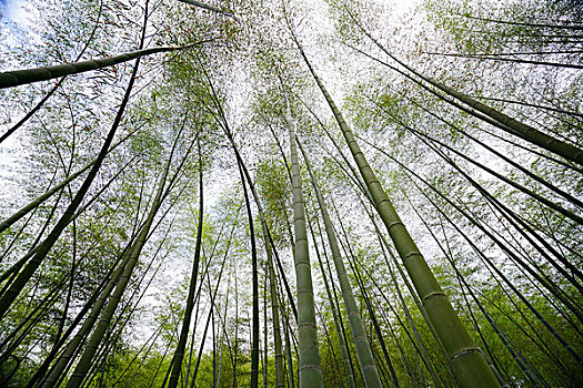 山村,民居,皖南