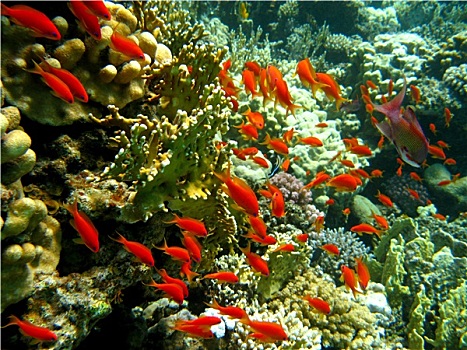 珊瑚礁,鱼群,橙色,鱼,仰视,热带,海洋