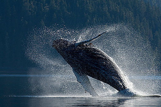 驼背鲸,鲸跃,水,东南阿拉斯加,夏天