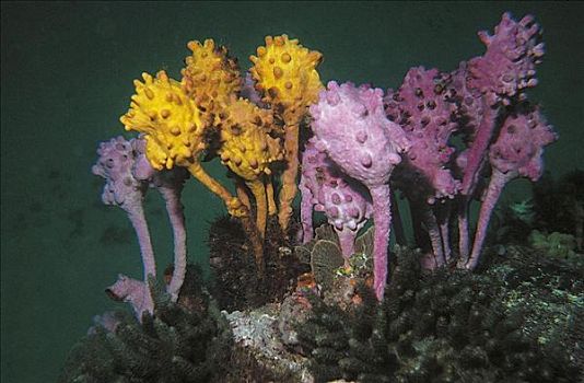 海鞘类,澳大利亚,海洋动物,水下