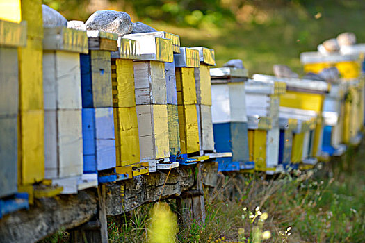 蜜蜂,工蜂,家畜,家,自然,健康,医疗,有机食品,概念