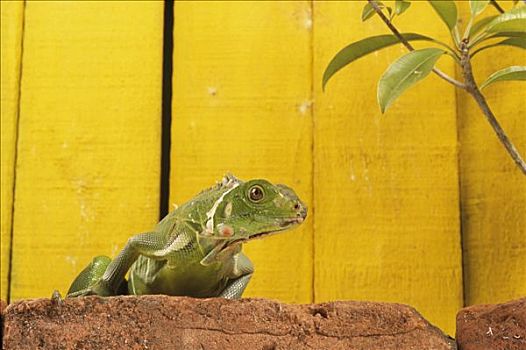 绿鬣蜥,幼小,黄色,栅栏