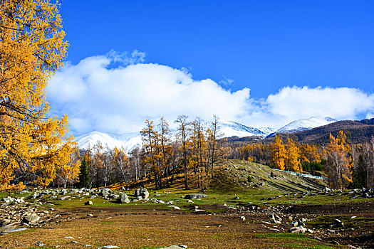 西北第一村白哈巴村秋日盛景