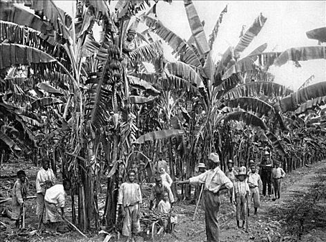香蕉,种植园,牙买加,艺术家,儿子