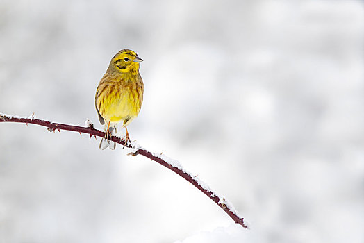 金翼啄木鸟,黄鹀,坐,冬天,奥地利,欧洲
