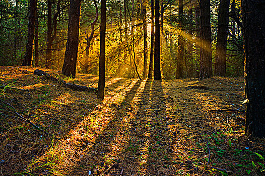 松树,木头,诺福克,早晨,亮光