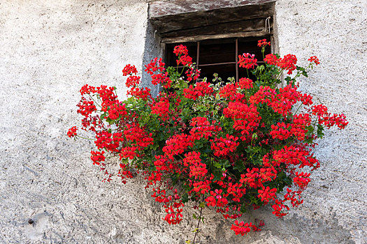 红色,天竺葵,墙壁,篮子,仰视,窗户,房子,意大利