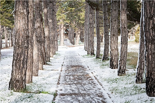 松树,小路,遮盖,雪