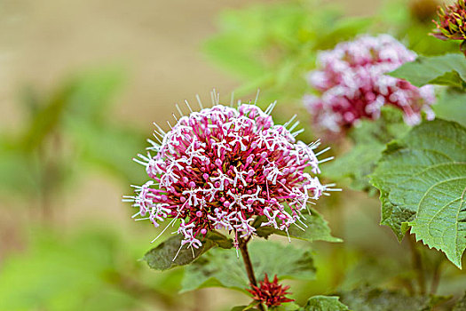 粉花绣线菊