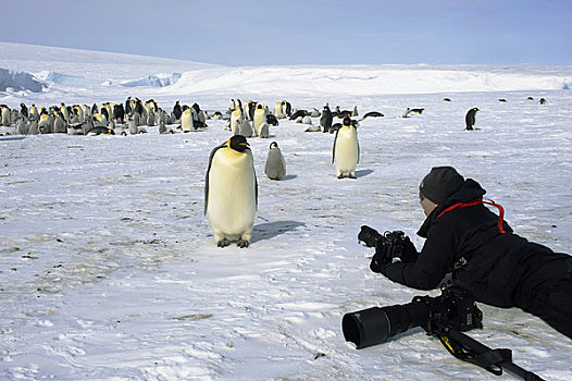 南极,威德尔海,雪丘岛,游客,帝企鹅,生物群