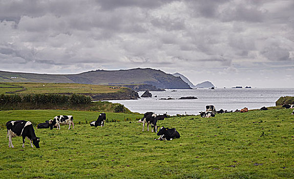 母牛,爱尔兰,海岸