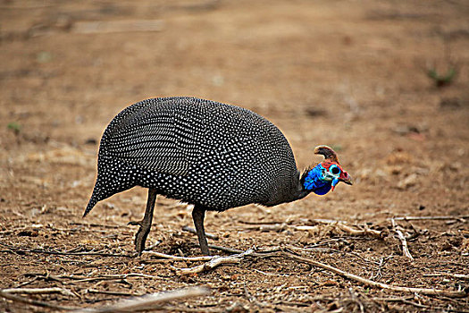 吐绶鸡,成年,觅食,克鲁格国家公园,南非,非洲