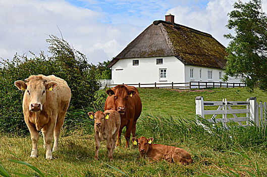 德国,石荷州,北方,房子,母牛