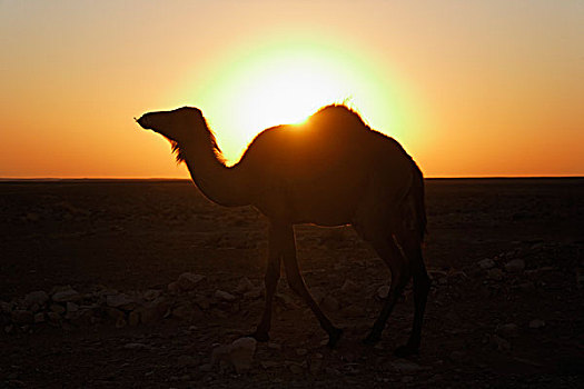 单峰骆驼,剪影,日落,撒哈拉沙漠,靠近,突尼斯,北非,非洲