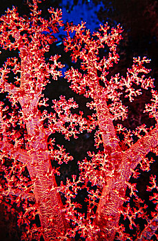 软珊瑚,区域,红海,埃及