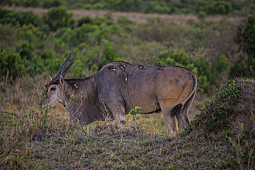 非洲肯尼亚马赛马拉国家公园东非大羚羊