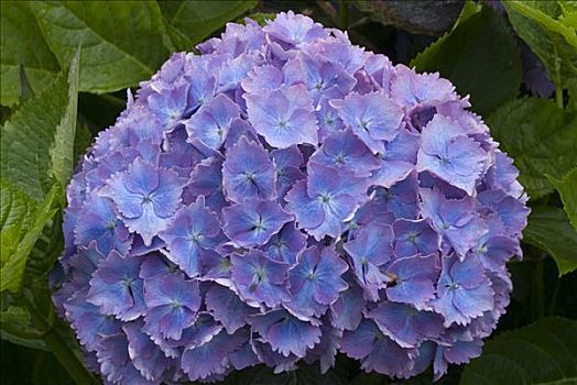 蓝色,绣球花,八仙花属
