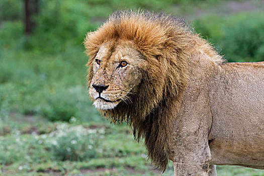 成年,雄性,狮子,大,鬃毛,头部,看镜头,侧视图,正面,一半,特写,恩戈罗恩戈罗,保护区,坦桑尼亚