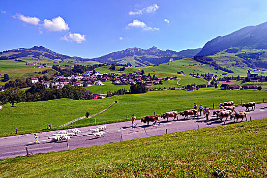 农民,驾驶,牛,山羊,阿尔卑斯山,靠近,山,背影,阿彭策尔,瑞士,欧洲