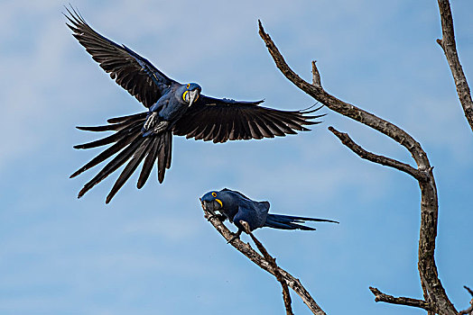 风信子,金刚鹦鹉,紫蓝金刚鹦鹉,一对,接近,枯木,潘塔纳尔,南马托格罗索州,巴西,南美