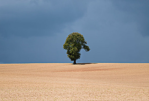 孤树,农业,风景,图林根州,德国,欧洲