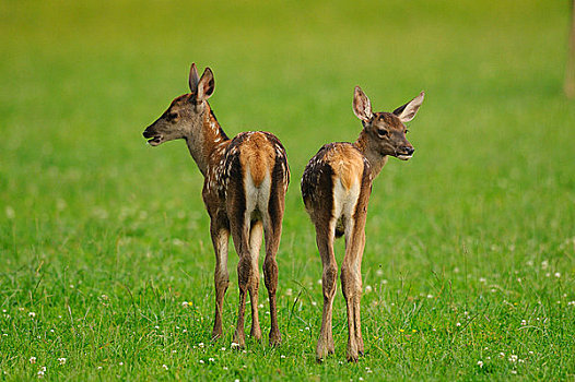 两个,幼兽,赤鹿,鹿属,鹿,草地