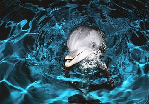 海豚,水中