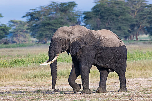 非洲象,泥,浴室,安伯塞利国家公园,肯尼亚,东非,非洲