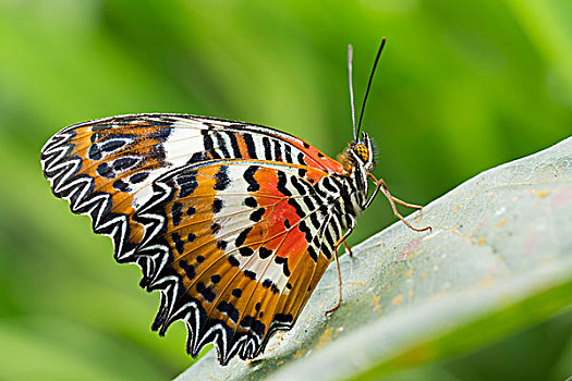 漂亮,黑脉金斑蝶