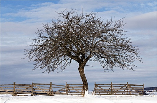 漂亮,冬季风景,树