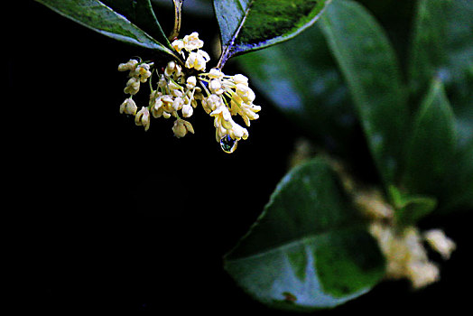 雨中桂花