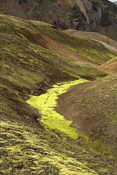 苔藓,远足,冰岛
