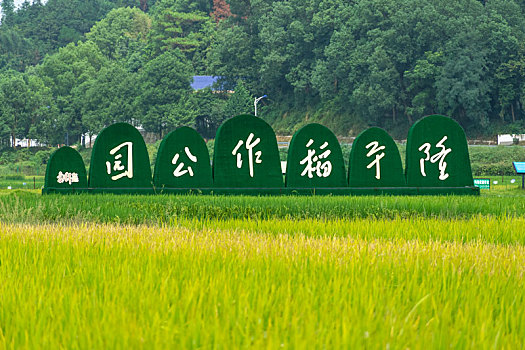 长沙隆平稻作公园