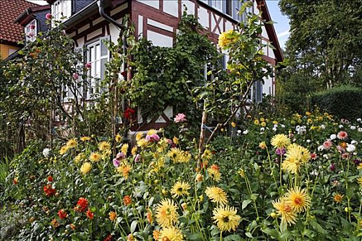 大丽花,花园,弗兰克尼亚,巴伐利亚,德国