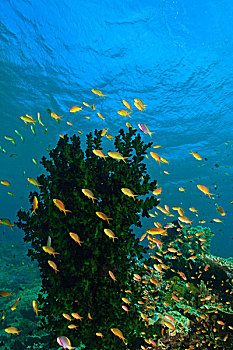 鱼群,金拟花鲈,大,珊瑚,树,米尔恩湾,巴布亚新几内亚