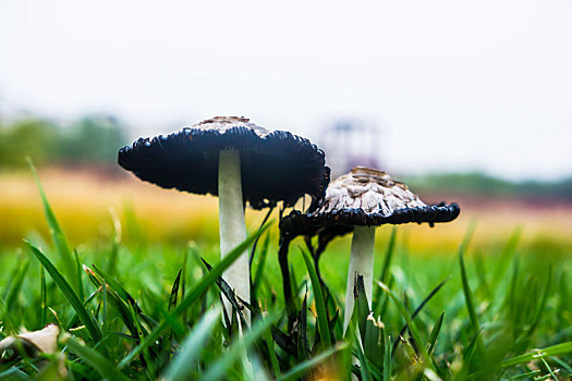 雨后蘑菇