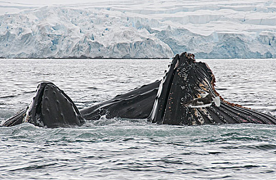 驼背鲸,大翅鲸属,鲸鱼,一对,南极半岛,南极
