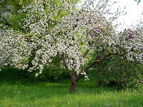 花,苹果树,牧场