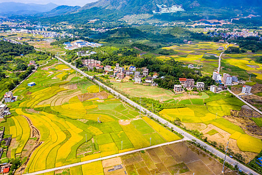 广西苍梧,希望的田野,丰收的景象